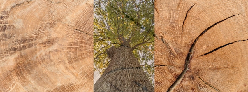 White Oak Flooring: An Unparalleled Choice for Parquet Design