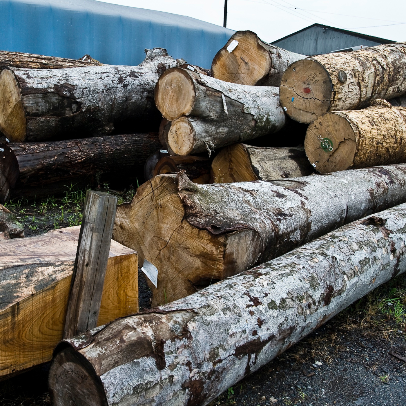 Logs stacked erratically outside. Destined to be made into Parquet 